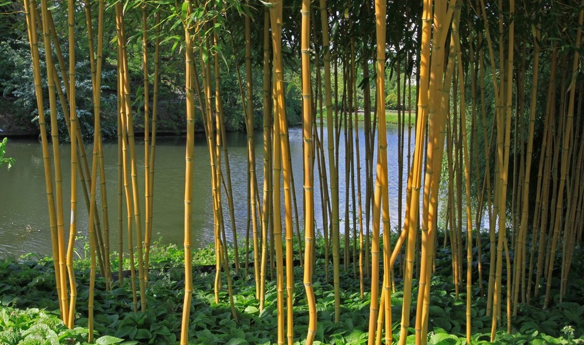 Tuinposter met dunne bamboepalen in botanische tuin met doorkijk op vijver