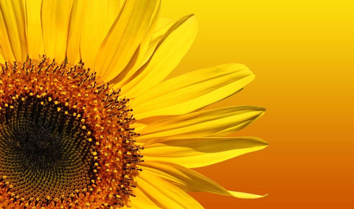 Tuinposter met zonnebloem close-up